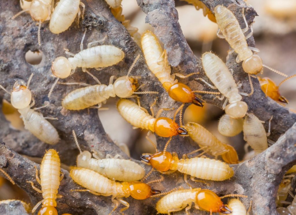 Affordable Termite and Pest Control Solutions for a Healthy Home